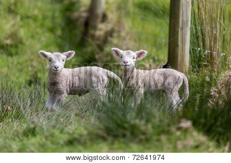Twin Lambs