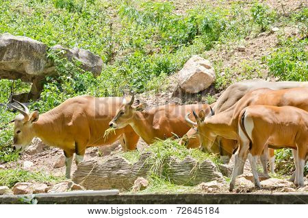 Banteng In Thailand