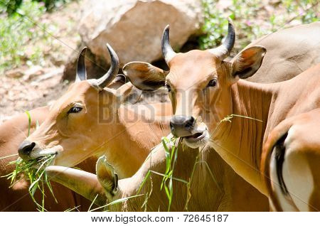 Banteng In Thailand
