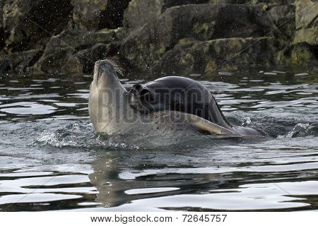 Large Sea Leopard Seal Who Grabbed The Neck Of A Young Crabeater Seal