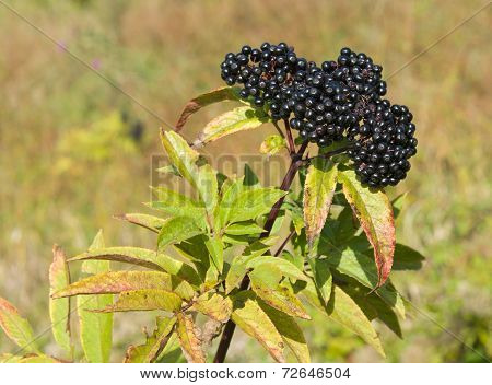 Sambucus ebulus