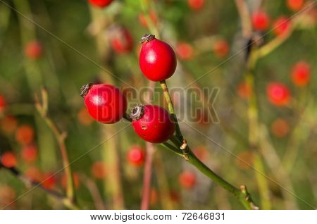 Rosa canina