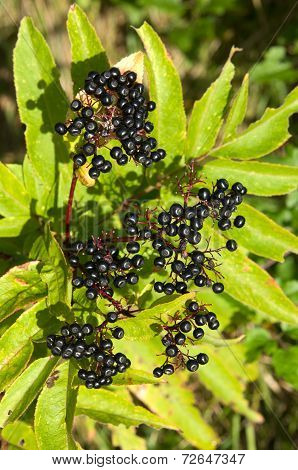 Sambucus ebulus