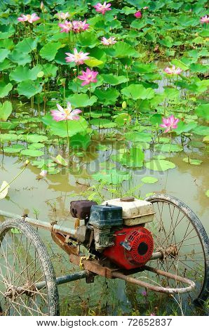 Lotus Pond, Vietnam Flowers