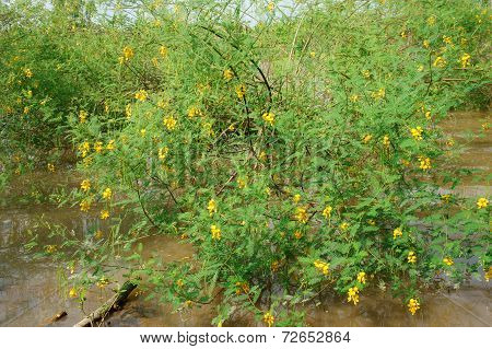 Sesbania Sesban Bush, Dien Dien Yellow Flower