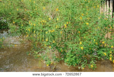 Sesbania Sesban Bush, Dien Dien Yellow Flower