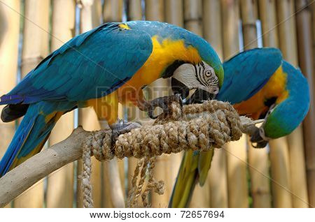 Blue And Yellow Macaw