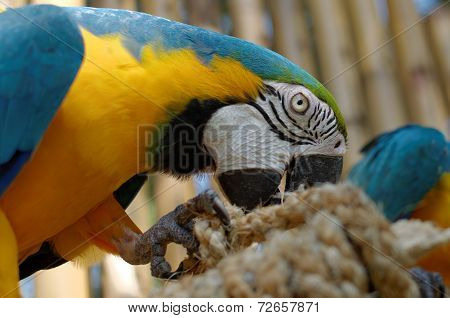 Blue And Yellow Macaw