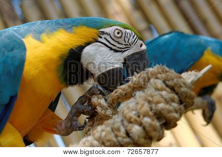 Blue And Yellow Macaw