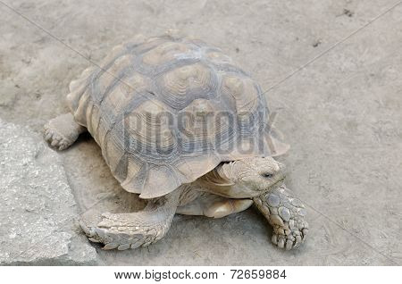 african spurred tortoise or Geochelone Sulcata