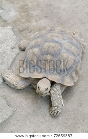african spurred tortoise or Geochelone Sulcata