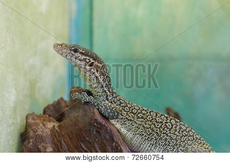 peacock monitor or varanus auffenbergi