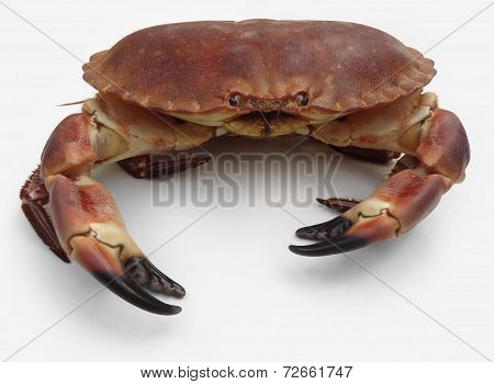 Brown Crab