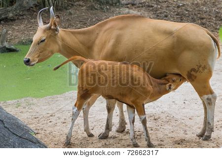 Banteng - Wild Cattle