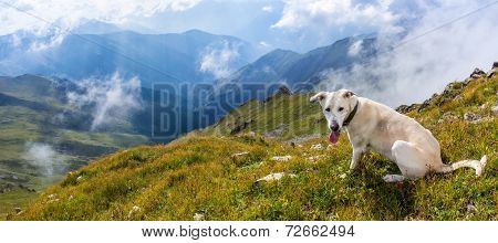 White dog in the mountains