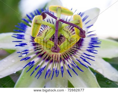 Passionfruit Flower