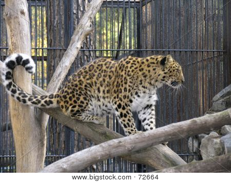 เสือตะวันออกไกล