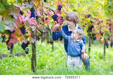 Adorable Baby Girl And Her Cute Brother Playing Together In Autumn Vine Yard Picking Fresh Grapes