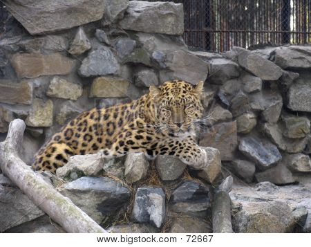 เสือตะวันออกไกล