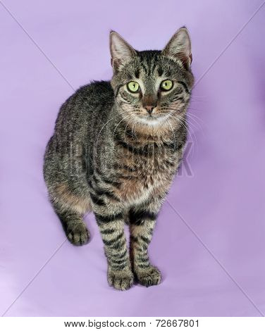 Thick White Cat With Colorful Tail Sitting On Red