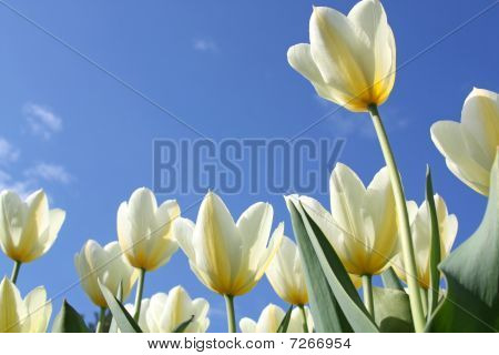 Flores da Primavera - tulipas brancas