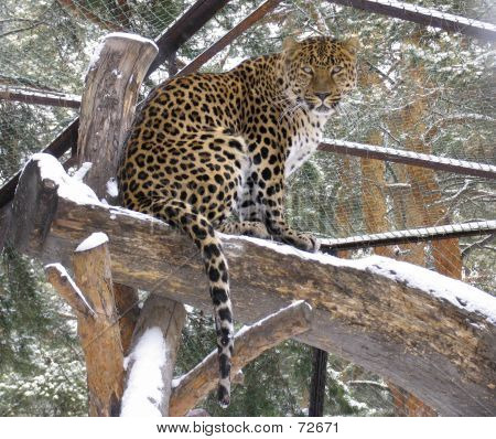 Leopardo Caucasico