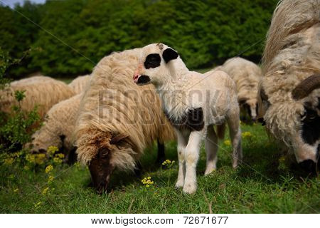 Young spotted lamb and sheep grazing on a green meadow, in Romanian countryside