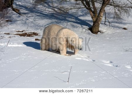 Mercedes der Eisbär