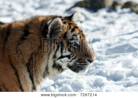 Amur-tiger