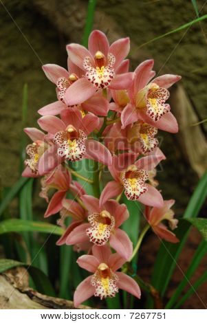 Pink Orchid