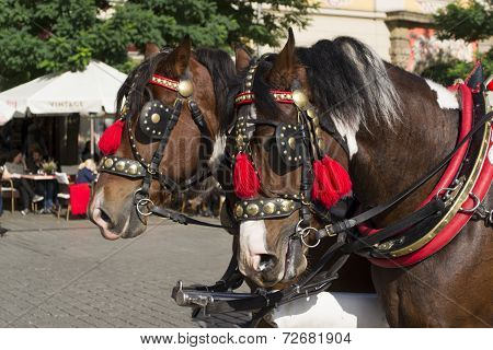 Horses' heads