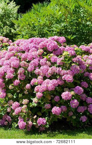 great bush of pink flower hydrangea blooming in the garden