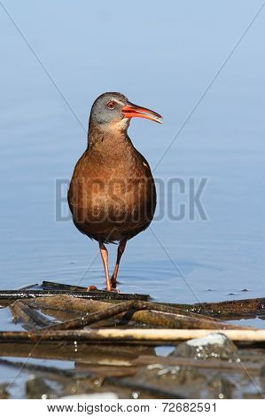 Virginia Rail (rallus Limicola)