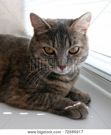Pet