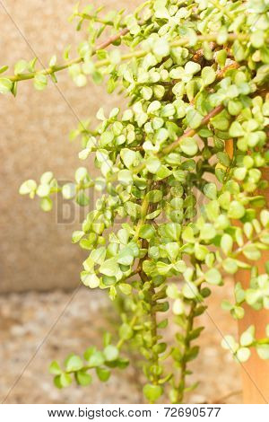 Portulacaria Afra - Elephant Bush.