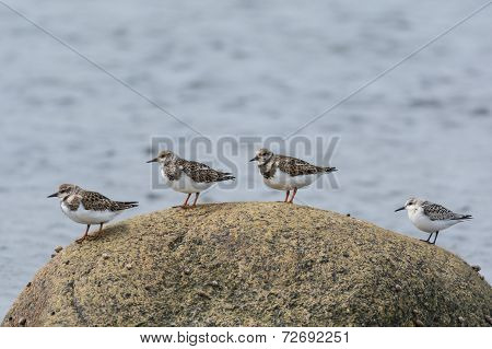 Four Shorebirds On A Rock