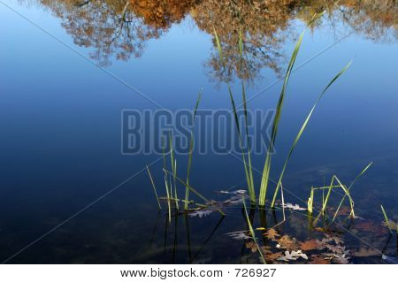 Reeds1