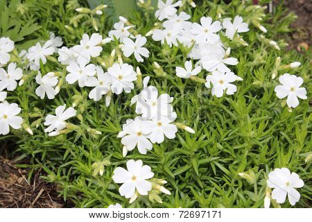 White phlox subulate bloom in the garden