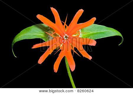 ดอกไม้ (lychnis Cognata)