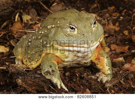 Pixie Frog
