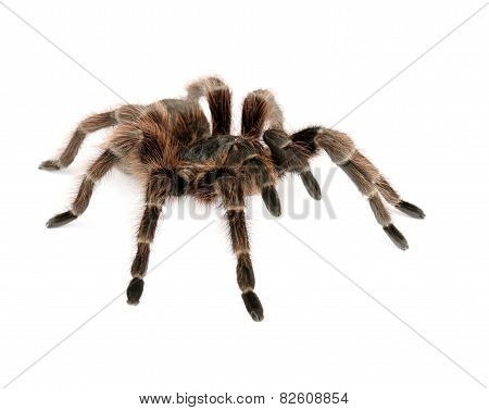 Brazilian Red Tarantula