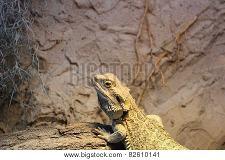 Bearded Dragon