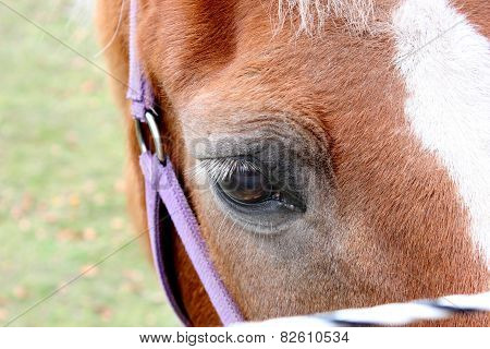 Horse Eye