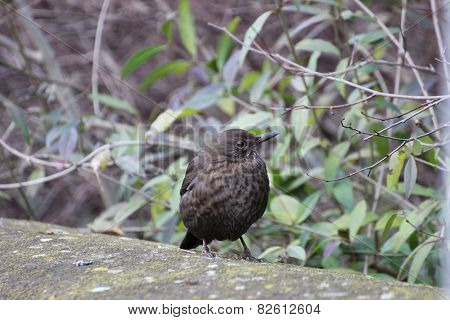 Female Blackbird On Wall