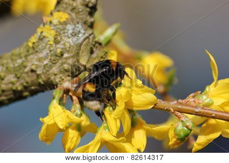 Bumblebee Sitting On A Yellow Bloom