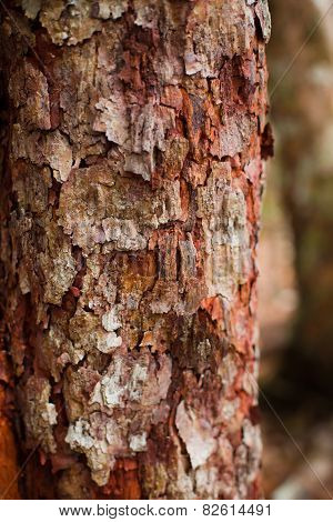 close up of trunk detail
