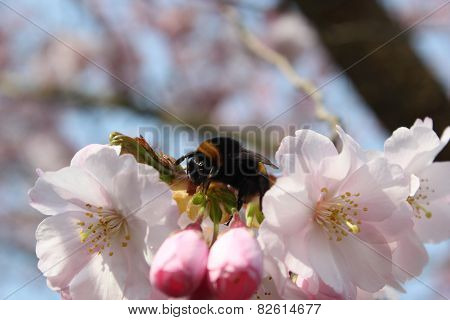 Bumblebee Sitting On A Pink Bloom Of A Tree