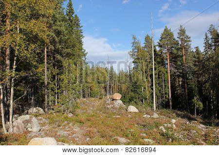 Rocky Forest Clearing