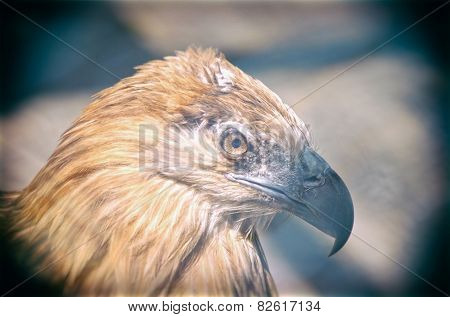 American Bald Eagle