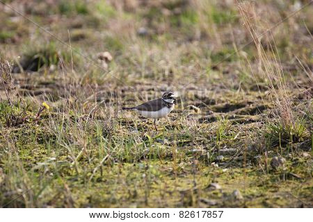 Little Ringed Plover